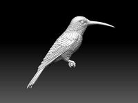 colibri humming bird | 3D