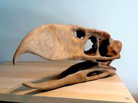 Terror bird skull - Andalgalornis | 3D