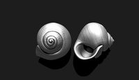 Shell 4 - 3D Print - Aquarium | 3D
