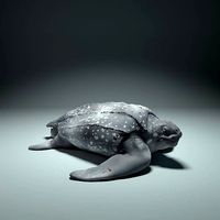 Leatherback Sea Turtle | 3D