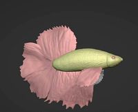 Betta Fish Angelfish | 3D