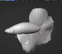 Betta Fish Animal | 3D