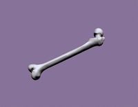 human femur | 3D