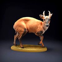 Muntjac Deer for 3D Printing | 3D