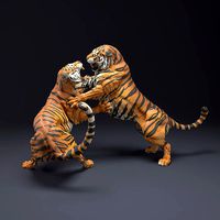 Bengal Tigers Fight for 3D Printing | 3D