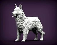 Border Collie | 3D