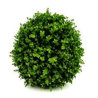 CGAxis Dwarf English Boxwood 3D Model