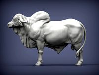 Gyr Bull | 3D