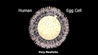 Human Egg Cell