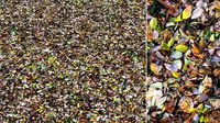 Autumn foliage material 04