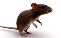 Rat - mice