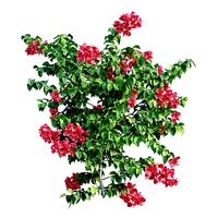 Bougainvillea plant set 32