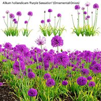 Allium hollandicum - Purple Sensation - Ornamental Onion 02
