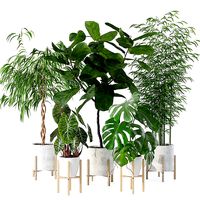 Plants collection 141