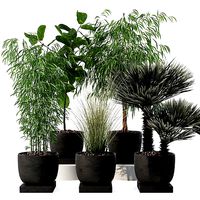 Plants collection 142