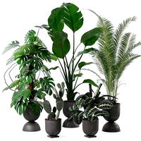 Plants collection 143