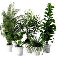Plants collection 139