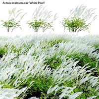 Actaea matsumurae - White Pearl 02
