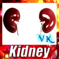 Human Kidneys High Detail 3D Model