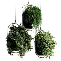 hanging plant - indoor plants 306