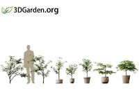 Acer palmatum - Japanese maple 01