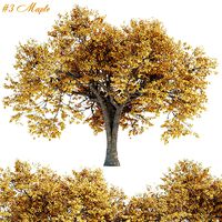 Autumn Maple Trees Collection vol 147