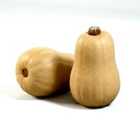 Butternut Squash 001
