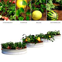 Kitchen garden vol 2