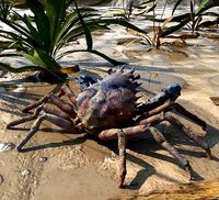 Spider Crab