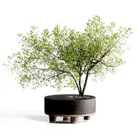Tree branch in a concrete vase bouquet 27