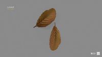 Leaf Autumn Stell Agro