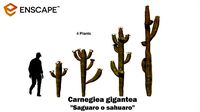 Carnegiea gigantea - Saguaro
