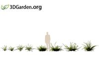 Asplenium bulbiferum - mother spleenwort 01