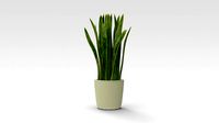 Pot plant