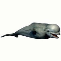 Beluga Whale