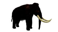 Mammoth