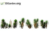 Yucca aloifolia - Spanish bayonet 03