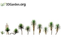 Yucca aloifolia - Spanish bayonet 02