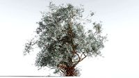 EVERYPlant Basin Sagebrush 3 --15 Models--
