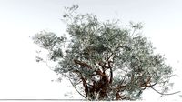 EVERYPlant Basin Sagebrush 1 --15 Models--