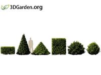 Prunus Lusitanica - Portuguese laurel 02