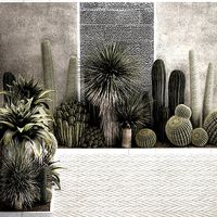 Collection Of Tropical Desert Plants 1127