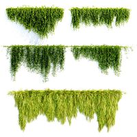Creeper plants for wall collection vol 144