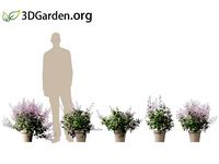 Plectranthus Mona Lavender - lavender spur flower 02