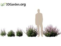 Plectranthus Mona Lavender - lavender spur flower 01