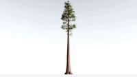 EVERYPlant Coastal Redwood LowPoly 2 --13 Models--