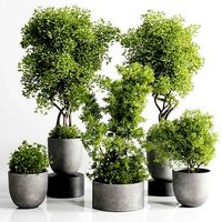 Indoor plant set 303 concrete vase plant tree bush pot