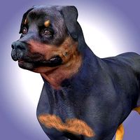 Rottweiler Dog Rigged
