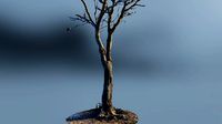 scantree01