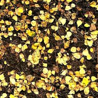 Autumn foliage material 03